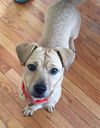 Marigold - ADOPTED 11.21.15