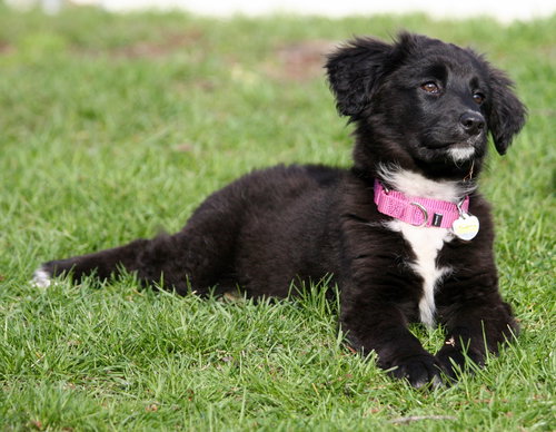 Fluffy - ADOPTED 05.29.15
