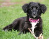 Fluffy - ADOPTED 05.29.15