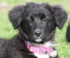 Fluffy - ADOPTED 05.29.15
