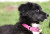 Fluffy - ADOPTED 05.29.15