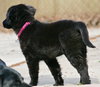 Fluffy - ADOPTED 05.29.15