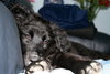 Fluffy - ADOPTED 05.29.15
