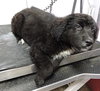 Fluffy - ADOPTED 05.29.15