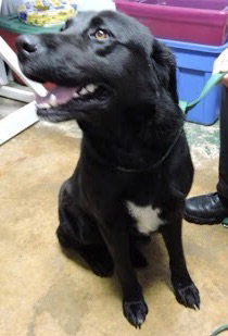 Wizard - ADOPTED 10.16.15