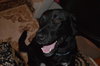 Wizard - ADOPTED 10.16.15