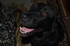 Wizard - ADOPTED 10.16.15