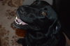 Wizard - ADOPTED 10.16.15