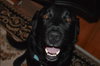 Wizard - ADOPTED 10.16.15