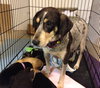 Sn Litter Roma (Mom) - ADOPTED 8.23.15