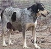 Sn Litter Roma (Mom) - ADOPTED 8.23.15