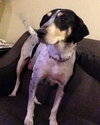 Sn Litter Roma (Mom) - ADOPTED 8.23.15