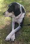 Sn Litter Roma (Mom) - ADOPTED 8.23.15