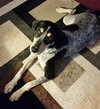 Sn Litter Roma (Mom) - ADOPTED 8.23.15