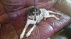 Sn Litter Roma (Mom) - ADOPTED 8.23.15