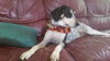 Sn Litter Roma (Mom) - ADOPTED 8.23.15