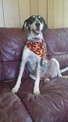 Sn Litter Roma (Mom) - ADOPTED 8.23.15