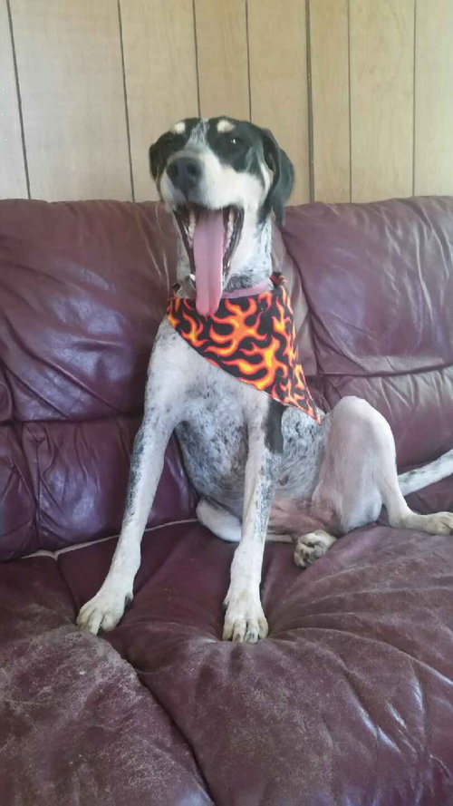 Sn Litter Roma (Mom) - ADOPTED 8.23.15