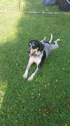 Sn Litter Roma (Mom) - ADOPTED 8.23.15
