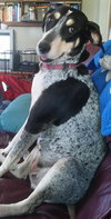 Sn Litter Roma (Mom) - ADOPTED 8.23.15