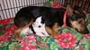 Tn Litter Lanny (Mom) - ADOPTED 06.10.15