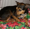 Tn Litter Lanny (Mom) - ADOPTED 06.10.15