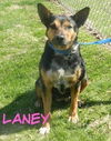 Tn Litter Lanny (Mom) - ADOPTED 06.10.15