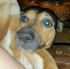 Tn Litter Lanny (Mom) - ADOPTED 06.10.15