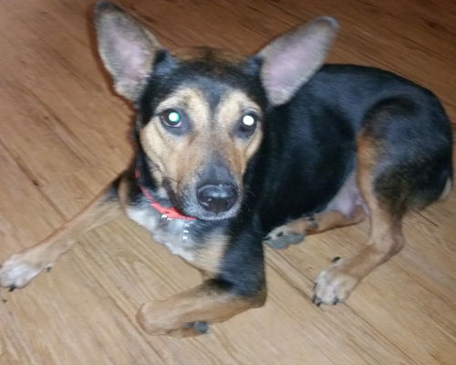 Tn Litter Lanny (Mom) - ADOPTED 06.10.15