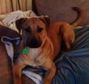 Bud (FP)-ADOPTED-5.27.15