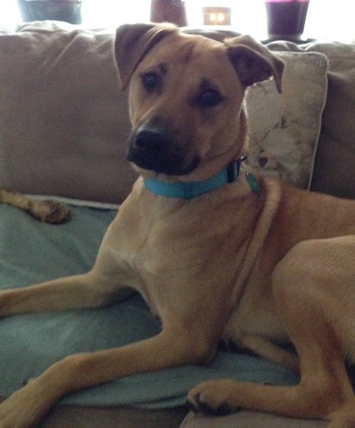 Bud (FP)-ADOPTED-5.27.15