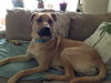 Bud (FP)-ADOPTED-5.27.15