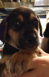 Sn Litter Cherokee - ADOPTED 05.19.15