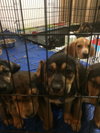 Sn Litter Cherokee - ADOPTED 05.19.15