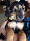 Sn Litter Cherokee - ADOPTED 05.19.15