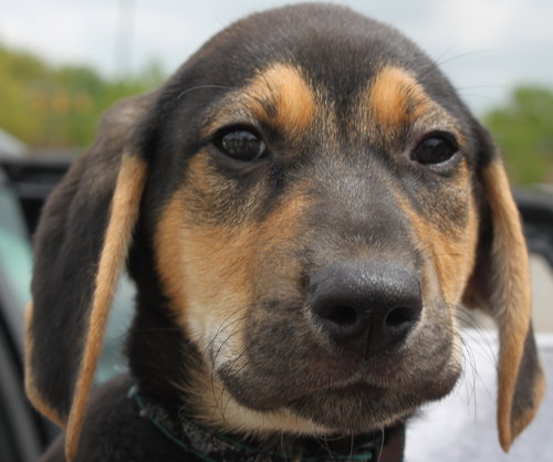 Sn Litter Cherokee - ADOPTED 05.19.15