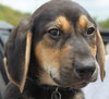 Sn Litter Cherokee - ADOPTED 05.19.15