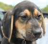 Sn Litter Cherokee - ADOPTED 05.19.15