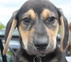 Sn Litter Cherokee - ADOPTED 05.19.15