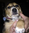 Sn Litter Berkley - ADOPTED 05.28.15
