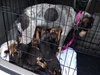 Sn Litter Berkley - ADOPTED 05.28.15