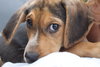 Sn Litter Berkley - ADOPTED 05.28.15