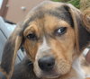 Sn Litter Berkley - ADOPTED 05.28.15
