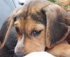Sn Litter Berkley - ADOPTED 05.28.15