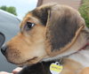 Sn Litter Berkley - ADOPTED 05.28.15