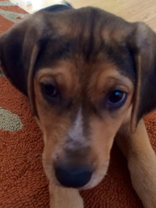 Sn Litter Berkley - ADOPTED 05.28.15