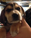 Sn Litter Krim - ADOPTED 05.23.15