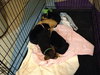 Sn Litter Krim - ADOPTED 05.23.15