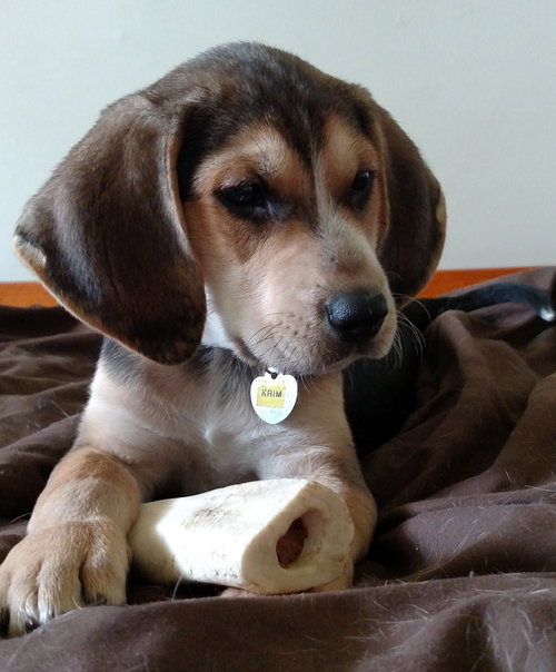 Sn Litter Krim - ADOPTED 05.23.15