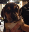 Sn Litter Rutgers - ADOPTED 05.20.15